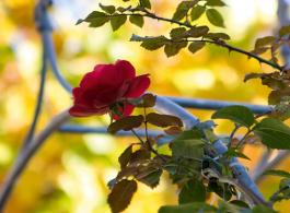 Bei schönem Wetter können Sie unsere Spezialitäten im Rosengarten genießen