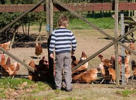 Glückliche Hühner sehen - sie picken, scharren und gackern in Freilandhaltung
