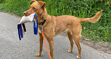 Hundezubehör, z.B. Halsbänder & Leinen aus hochfestem Nylon-Schlauchbandgewebe