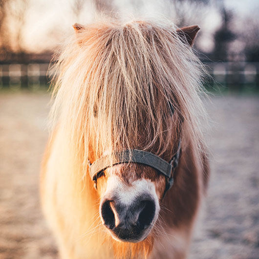 Otto, dass Shetlandpony - ist der Clown auf dem Bauernhof