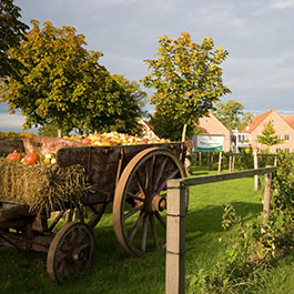 Die Jahreszeiten verleihen dem Hof Lohmann einen ganz besonderen Charme - z.B. die Kürbisse im Herbst