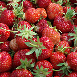 Bioerdbeeren vom Hof Lohmann - zuckersüß und so lecker