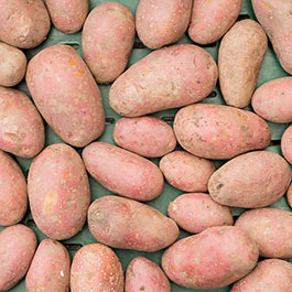 rotschalige Bio-Kartoffeln - ein Genuss mit fein-cremigen Geschmack