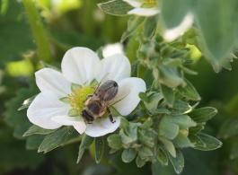 Ökologischer Landbau - mehr Bienen, Insekten und Tagfalter