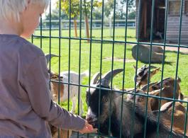 Tiere hautnah - Futtertüten für die Ziegen sind im Hofladen erhältlich